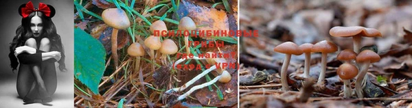 гидропоника Волоколамск